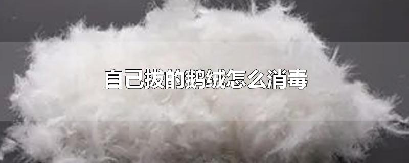 自己拔的鹅绒怎么消毒