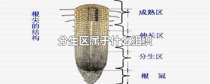 分生区属于什么组织