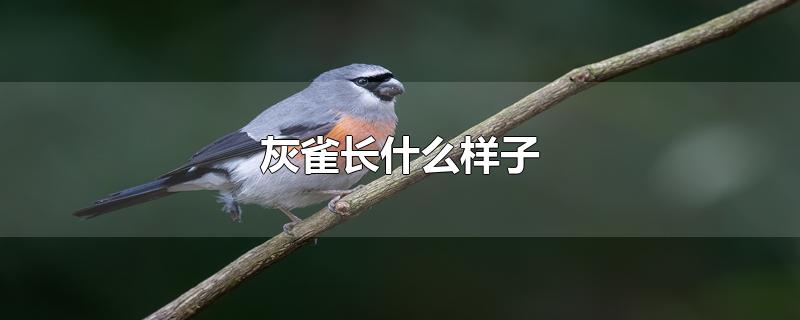 灰雀长什么样子