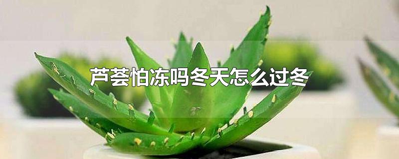 芦荟怕冻吗冬天怎么过冬