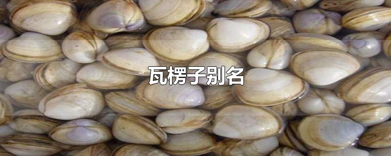 瓦楞子别名