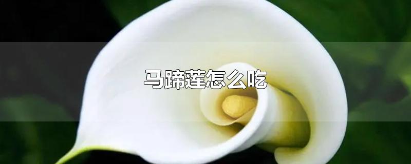 马蹄莲怎么吃