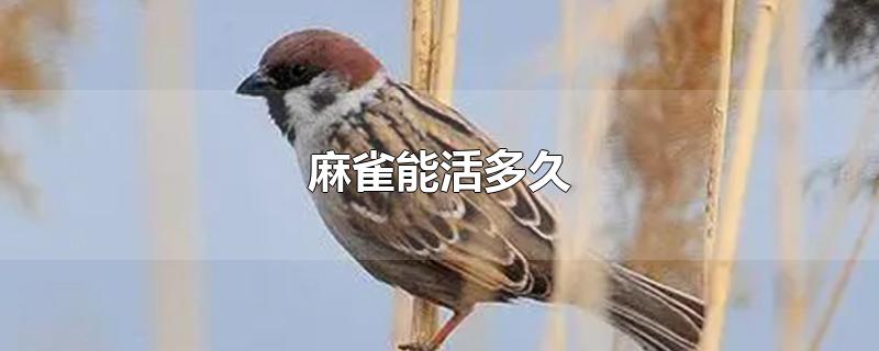 麻雀能活多久