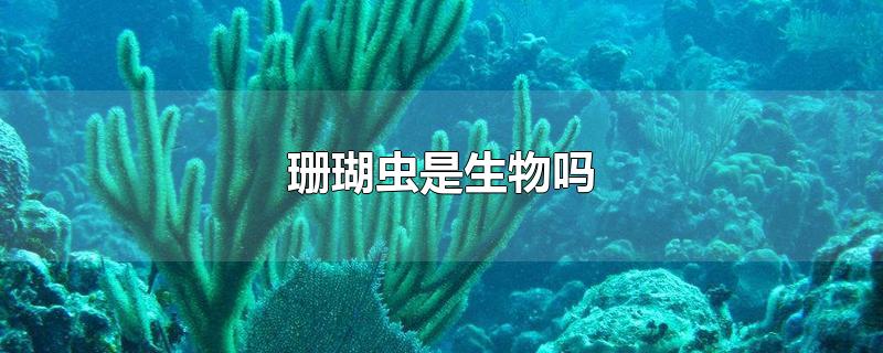 珊瑚虫是生物吗