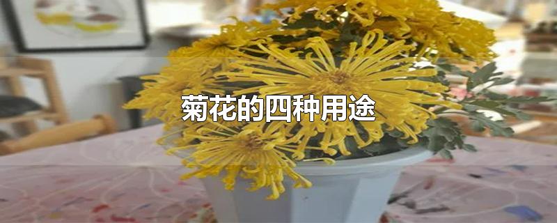 菊花的四种用途