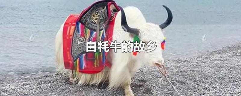 白牦牛的故乡