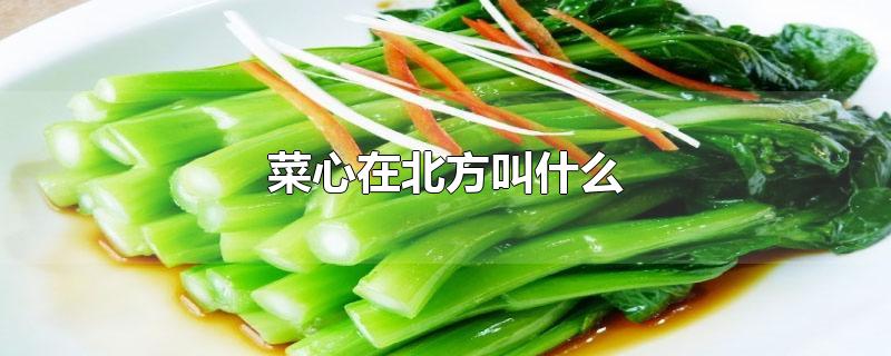 菜心在北方叫什么