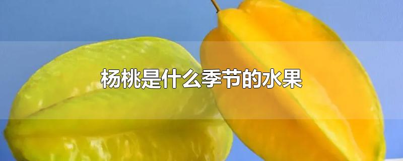 杨桃是什么季节的水果