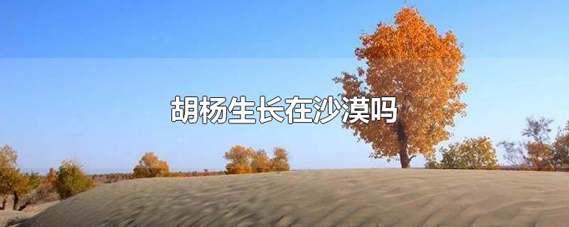 胡杨生长在沙漠吗