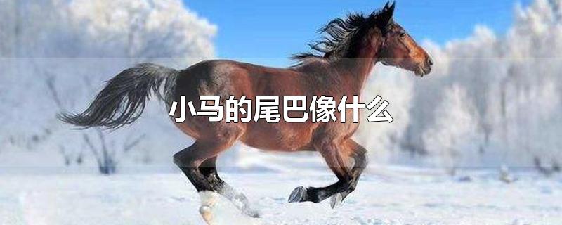 小马的尾巴像什么