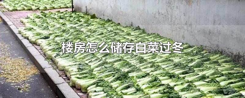 楼房怎么储存白菜过冬