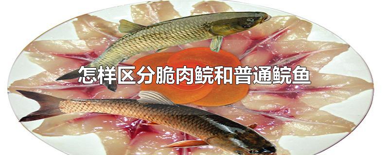 怎样区分脆肉鲩和普通鲩鱼