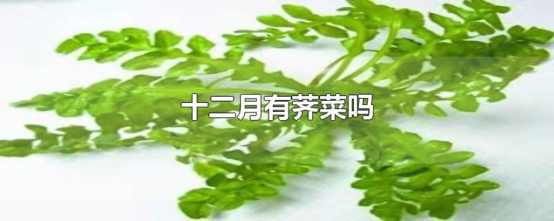 十二月有荠菜吗