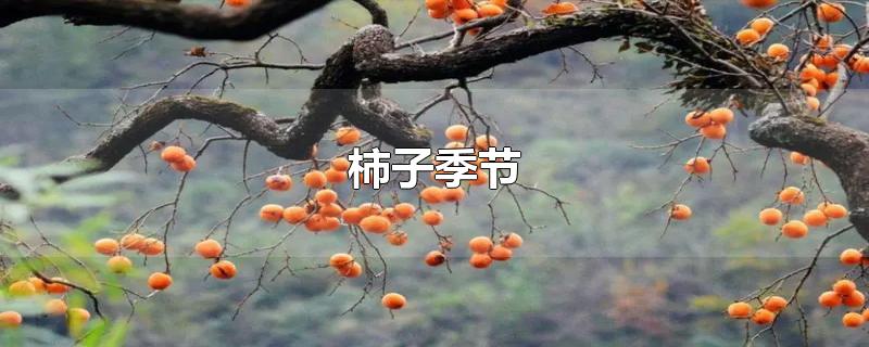 柿子季节