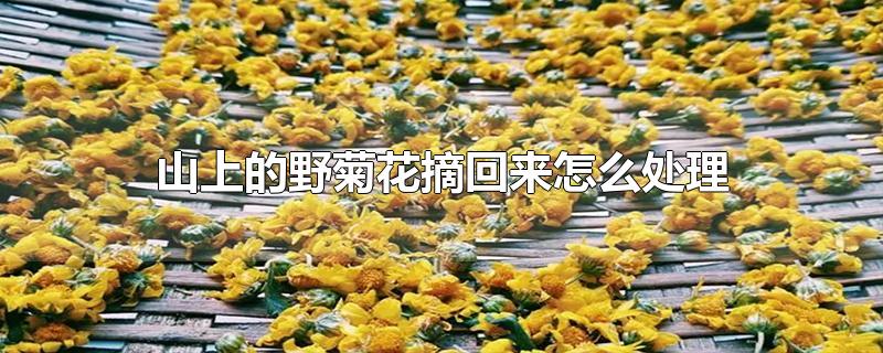 山上的野菊花摘回来怎么处理