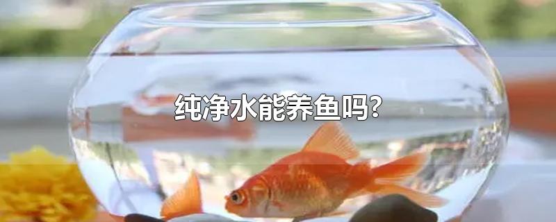 纯净水能养鱼吗?