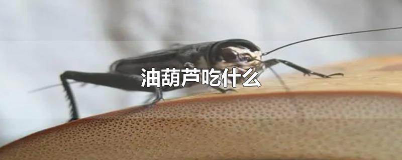 油葫芦吃什么