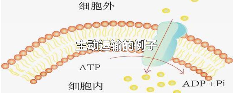 主动运输的例子