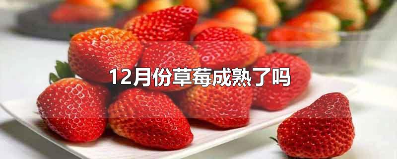 12月份草莓成熟了吗