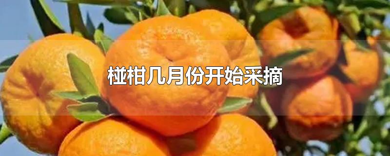 椪柑几月份开始采摘