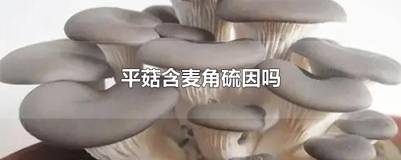 平菇含麦角硫因吗