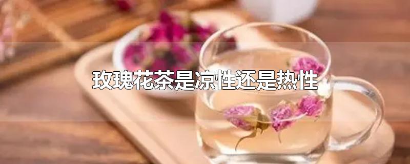 玫瑰花茶是凉性还是热性