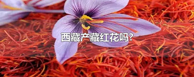 西藏产藏红花吗?