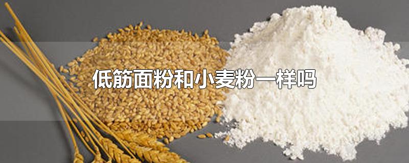 低筋面粉和小麦粉一样吗