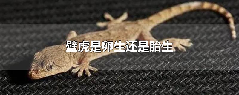 壁虎是卵生还是胎生