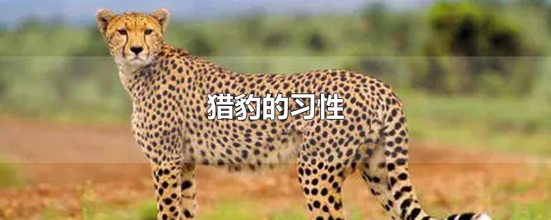 猎豹的习性