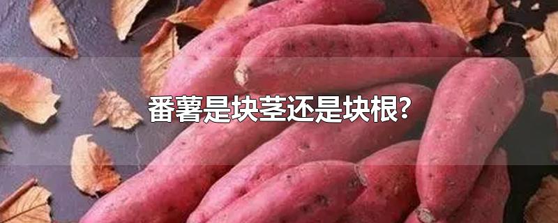 番薯是块茎还是块根?