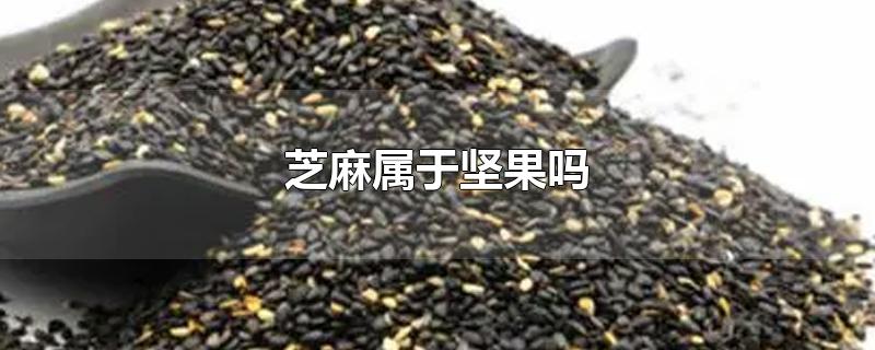 芝麻属于坚果吗