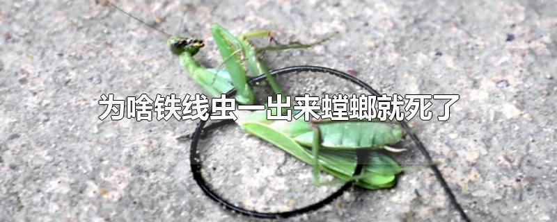 为啥铁线虫一出来螳螂就死了