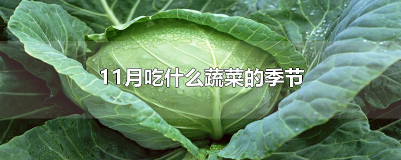 11月吃什么蔬菜的季节