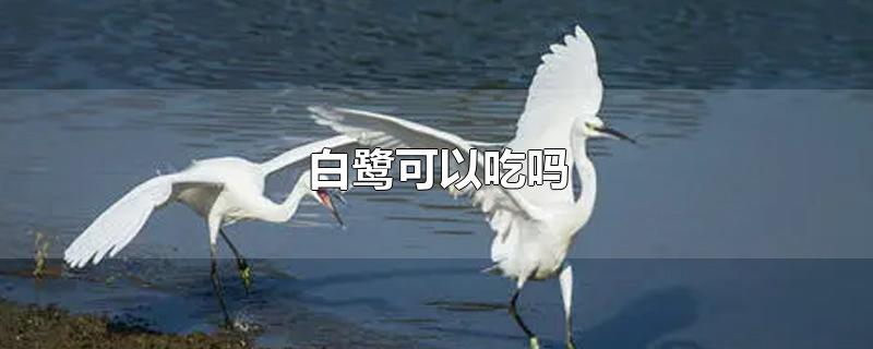 白鹭可以吃吗