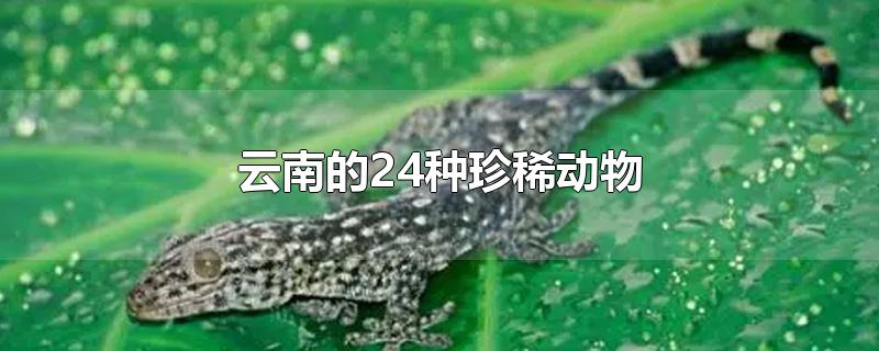 云南的24种珍稀动物