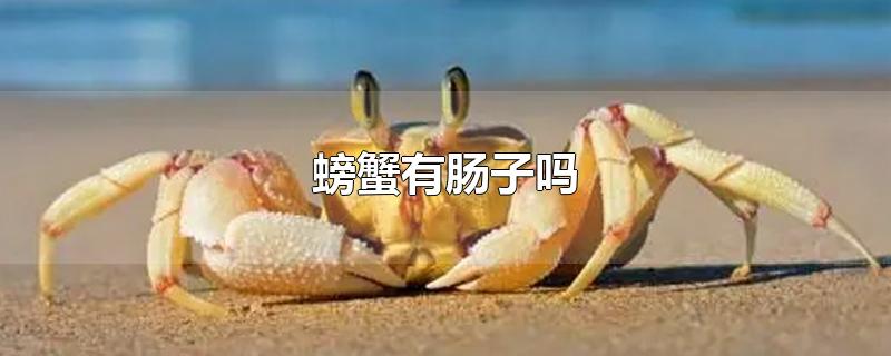 螃蟹有肠子吗