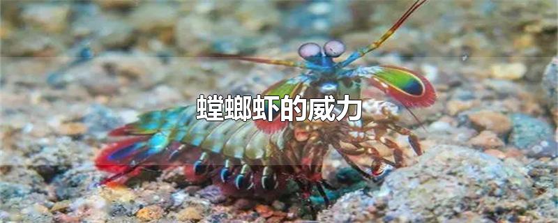 螳螂虾的威力