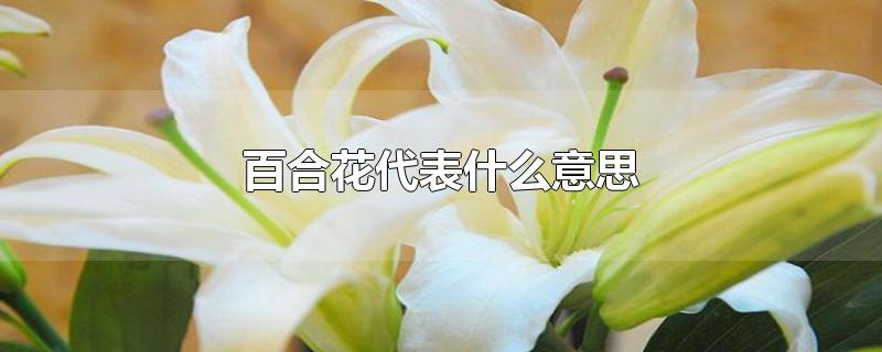 百合花代表什么意思