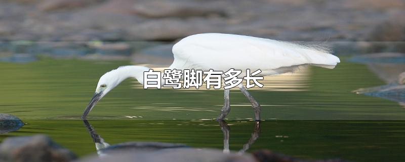 白鹭脚有多长