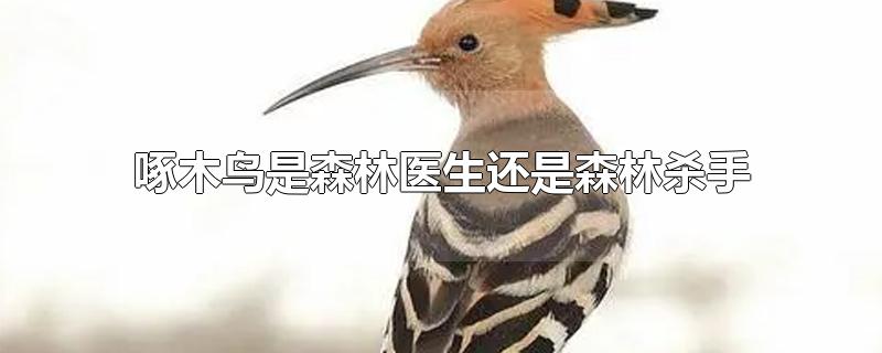 啄木鸟是森林医生还是森林杀手