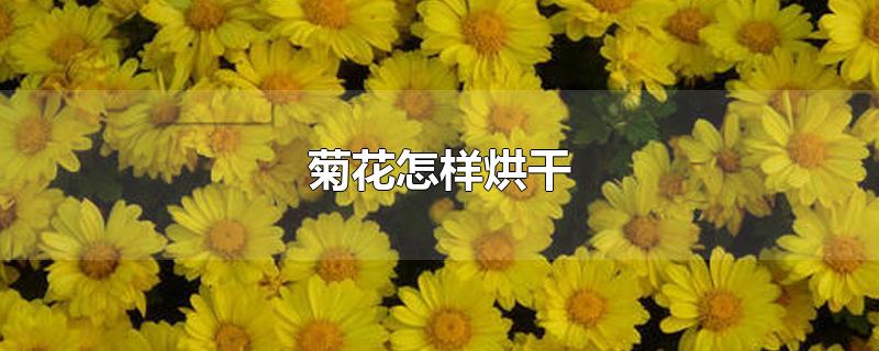 菊花怎样烘干