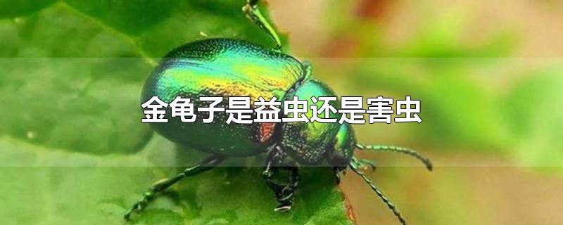 金龟子是益虫还是害虫