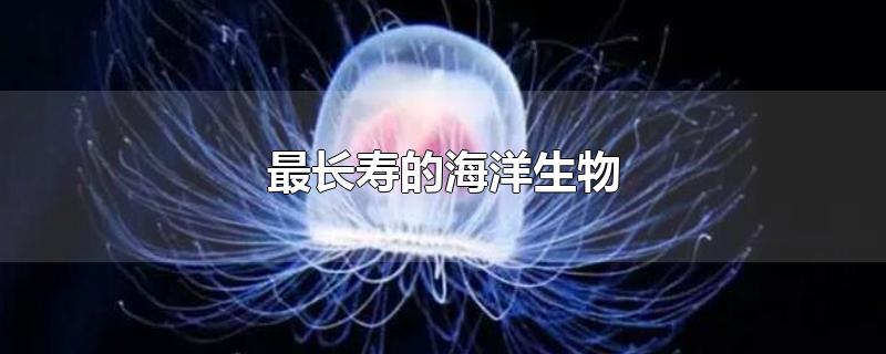 最长寿的海洋生物