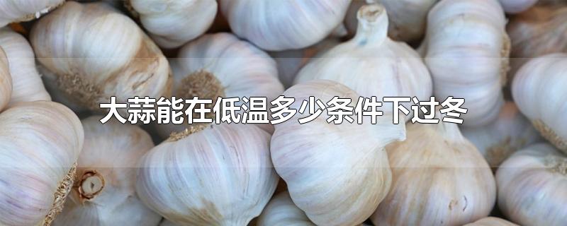 大蒜能在低温多少条件下过冬