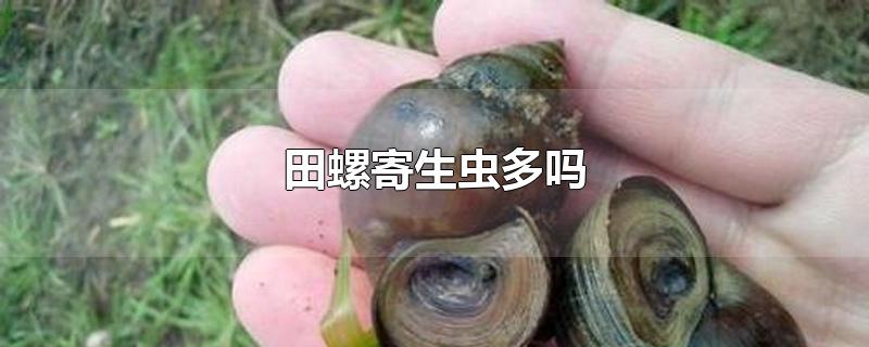 田螺寄生虫多吗