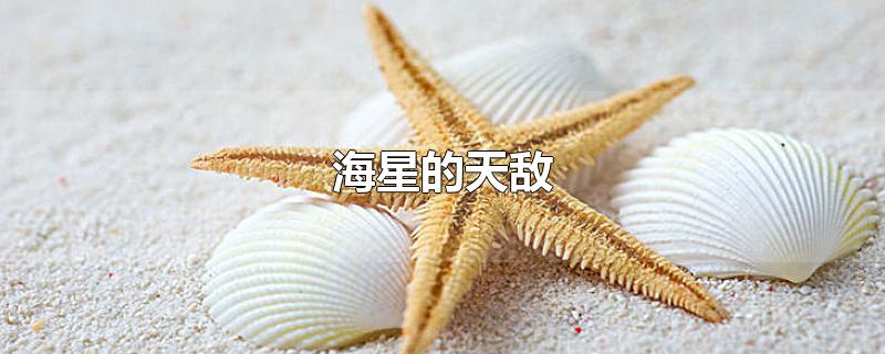 海星的天敌