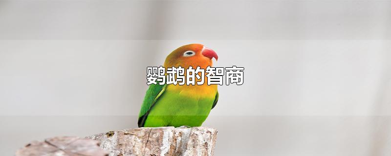 鹦鹉的智商