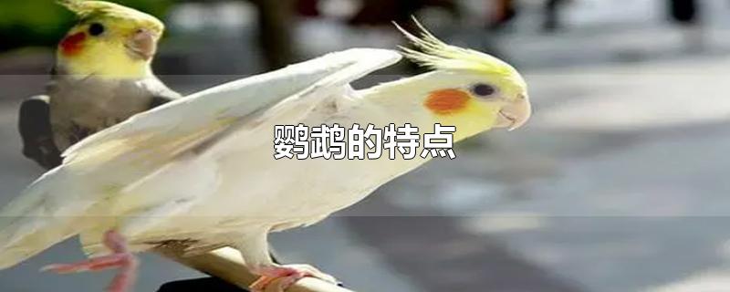 鹦鹉的特点