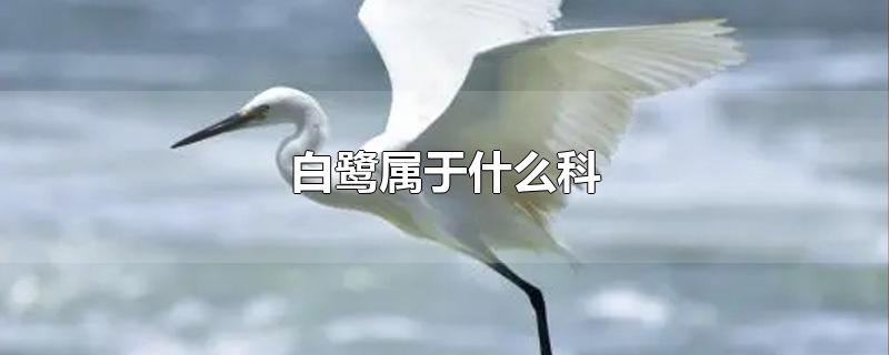 白鹭属于什么科